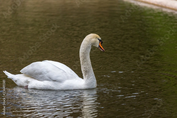 Fototapeta White swan in pool