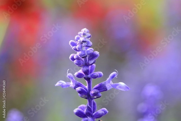 Obraz Farbenspiel (Lavendel)