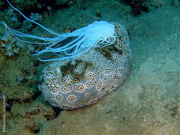 Obraz Sea cucumber