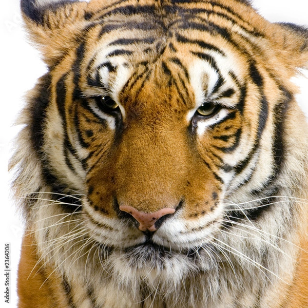 Fototapeta close-up d'un tigre