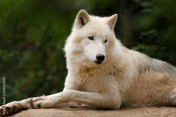 Obraz Arctic wolf in nature