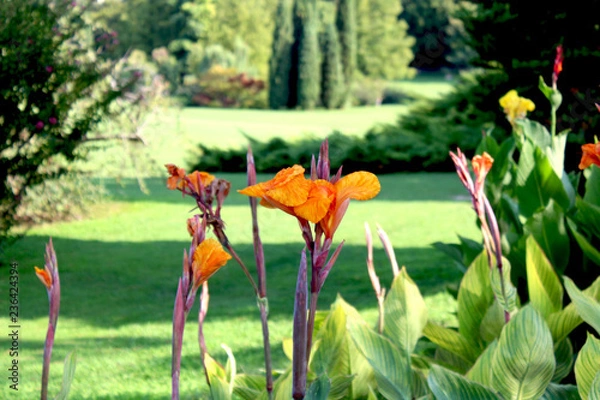 Obraz Bocche di leone