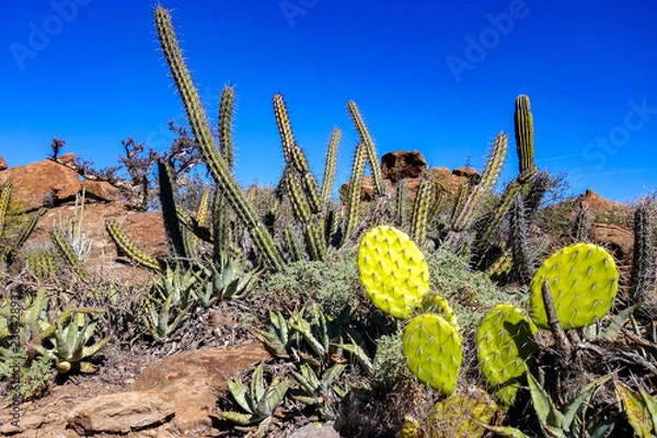 Fototapeta A group of different cacti, including chaparral prickly pear (Opuntia oricola) and Cardón Gigante (Pachyrereus pringlei) in the Sierra San Francisco near San Ignacio in Baja California Sur, Mexico