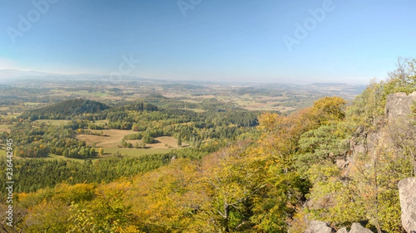 Obraz Panoramic view with autumn beech forest on a hillside