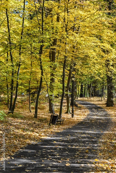 Obraz Winding path in autumn park