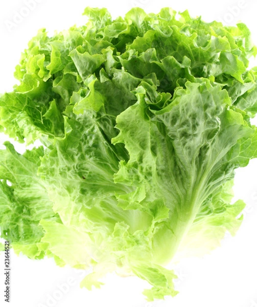Fototapeta salade laitue, fond blanc