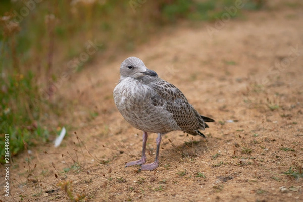 Fototapeta Möwe - Jungtier mit sanften Bokeh