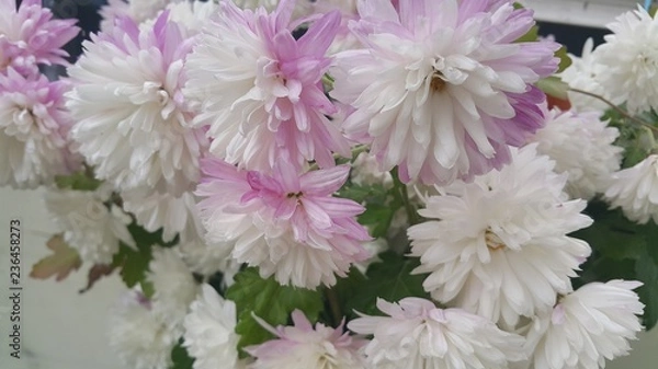 Fototapeta Close up of a lovely fresh white flower with green leaves