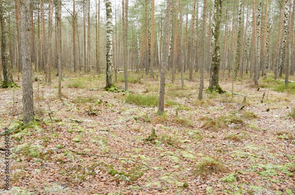 Fototapeta Wildlife in the forest.