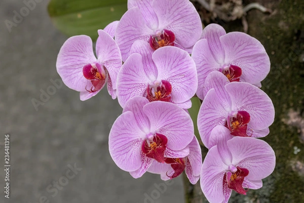 Obraz Pink Orchid