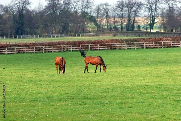 Fototapeta horses grazing3