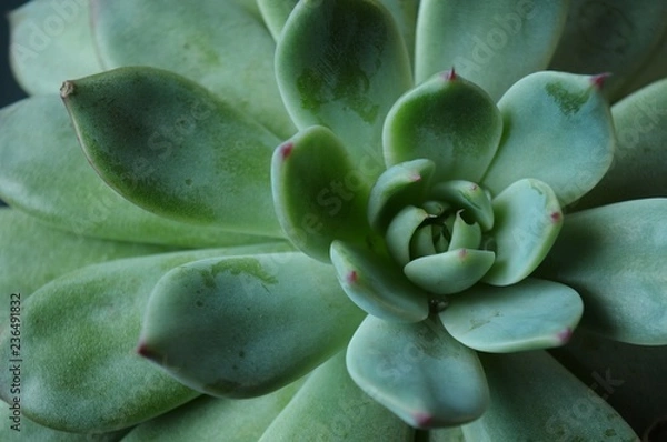Fototapeta Hen Chicks Macro Closeup Green Beautiful Cacti Plant Textured Pattern Background