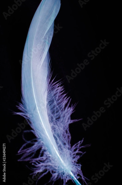 Fototapeta feathers on a dark background