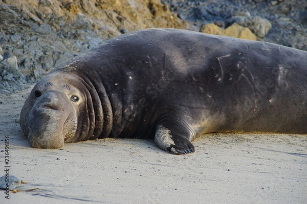 Fototapeta A sea lion on the beach in northern CA