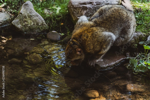 Fototapeta Małpia Góra