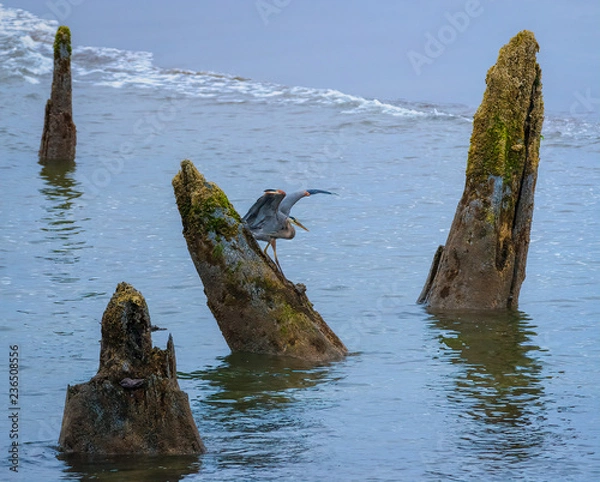 Fototapeta Blue heron in ghost forest of Neskowin