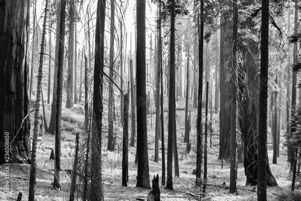 Fototapeta Black and White Alien Landscape Burned Forest with Black Tree Trunks