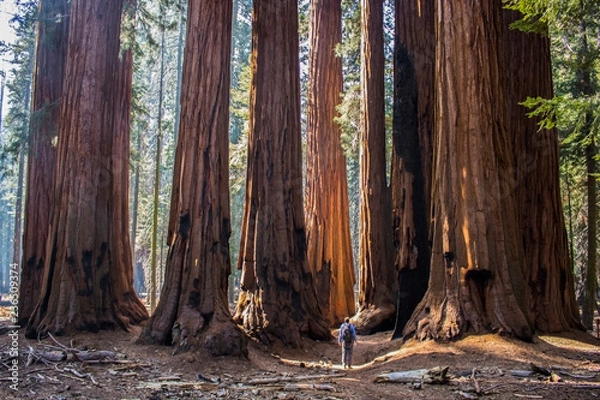 Fototapeta Single Man with Huge Grove of Giant Sequoia Redwood Trees in California Forest