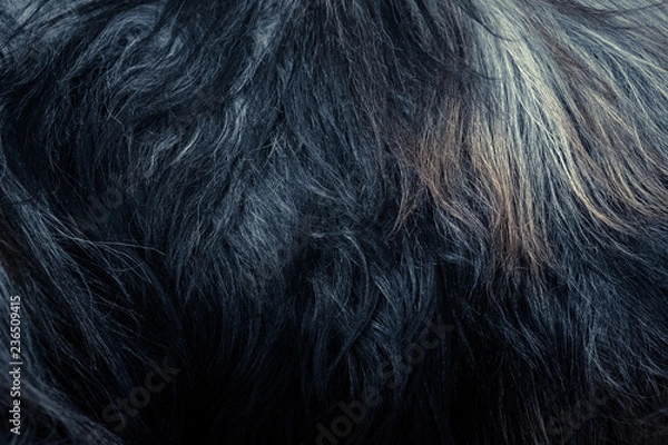 Obraz Sheep Close-Up