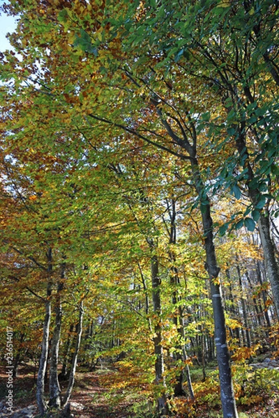 Obraz trees in autumn