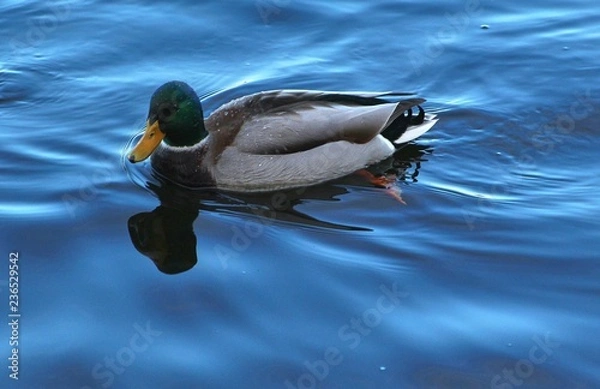 Fototapeta duck