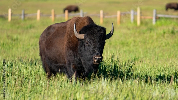 Fototapeta Yellowstone