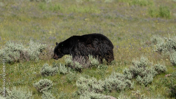 Fototapeta Black Bear