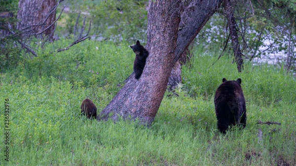 Fototapeta Black Bear