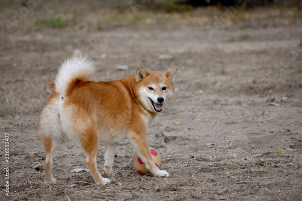 Obraz 柴犬・笑顔