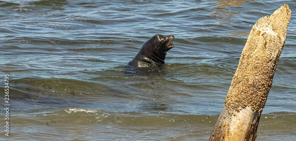 Obraz open mouthed sea lion looking back to shore