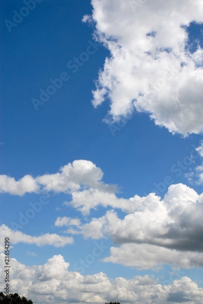 Fototapeta forest and clouds