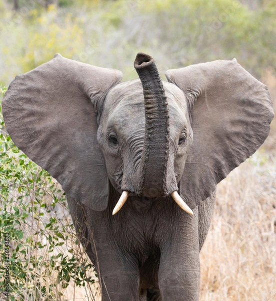 Obraz Close up frontal portrait of young elephant, Loxodonta africana, trumpeting with raised trunk 