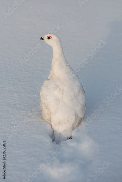 Obraz Willow ptarmigan 