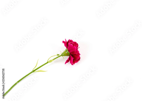 Obraz Pink flower popy plastic on white backgrounds