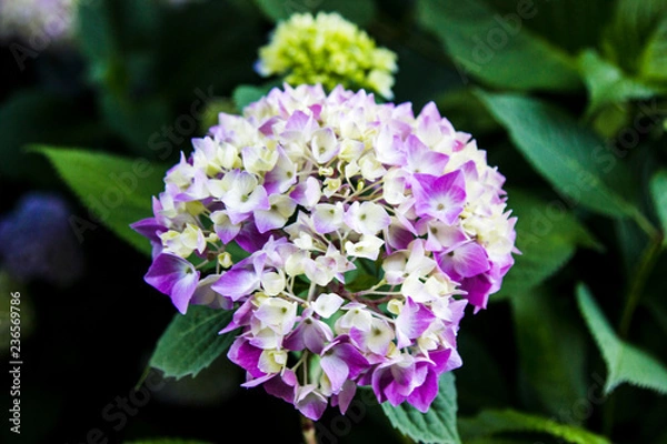 Fototapeta Purple hydrangea straight