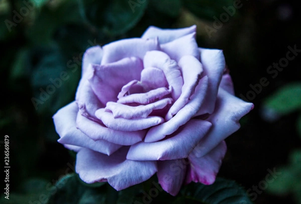 Fototapeta Light purple rose 