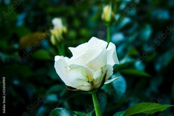 Fototapeta White rose side