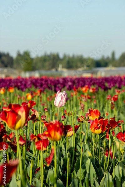 Fototapeta Pink tulip 