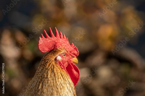Obraz gallo focus (rooster focus)