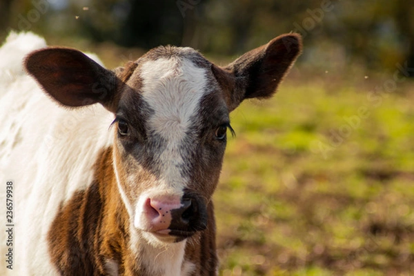 Obraz vitella al pascolo