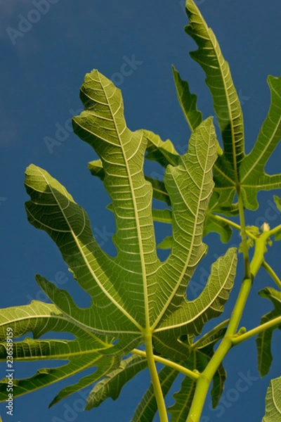 Fototapeta Fig leaves