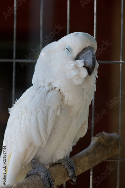 Fototapeta White parrot