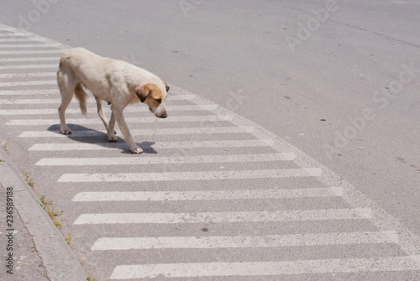 Fototapeta Stray dog