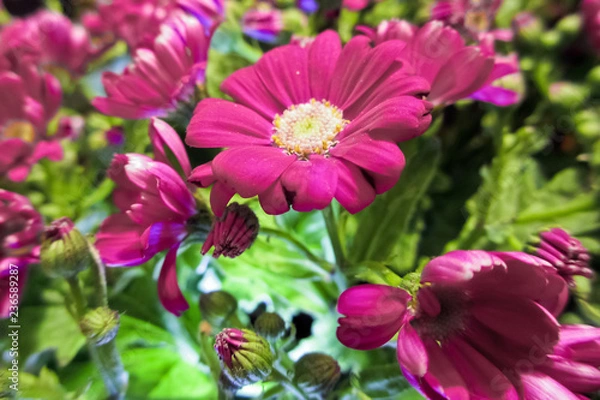 Fototapeta Pink flower