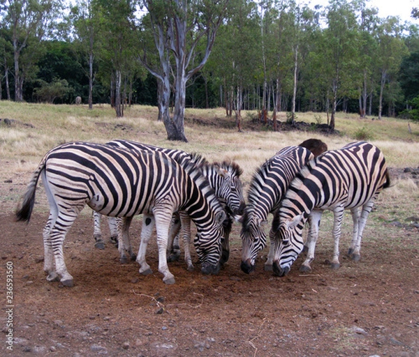 Obraz zebras meeting