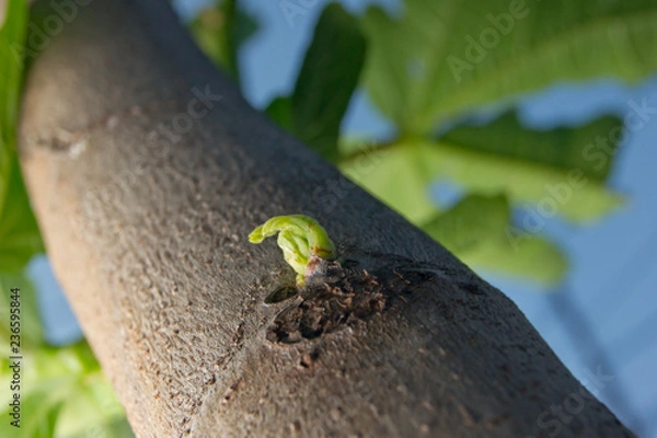 Fototapeta lizard on tree