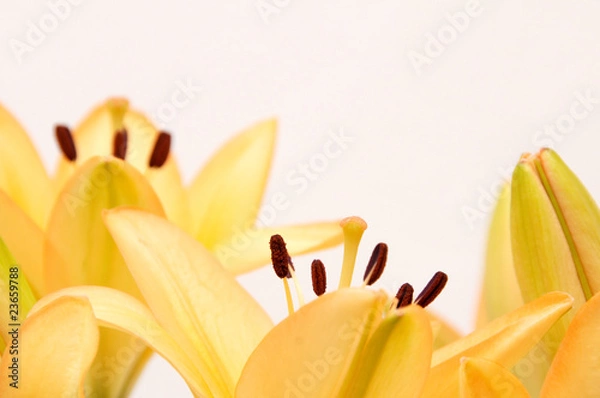 Obraz orange lilies closeup