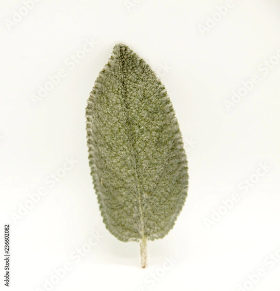 Obraz Fresh sage leaf on white background