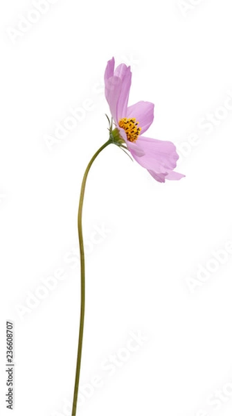 Obraz cosmos flower
