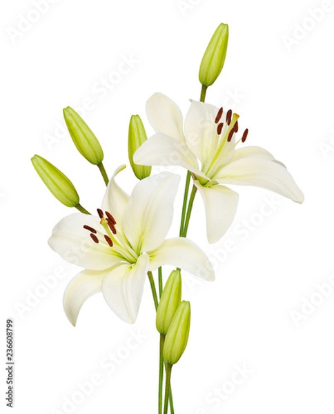 Obraz lily flower